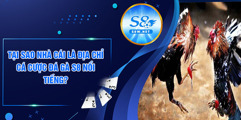 Tại sao nhà cái là địa chỉ cá cược đá gà s8 nổi tiếng?
